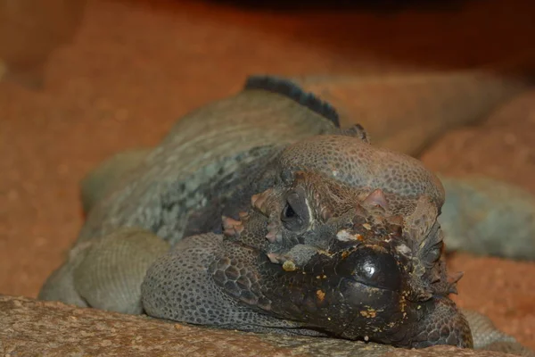 Lucertola Animale Iguana Rettile — Foto Stock