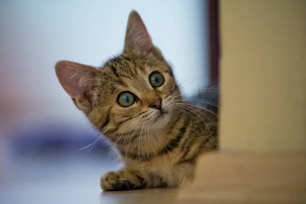 Die Wenige Wochen Alte Katze Schaut Dem Fotografen Verspielt Entgegen — Stockfoto