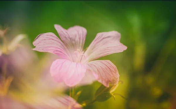 Rosa Blomma Som Ett Makro Med Mycket Mjuk Bokeh — Stockfoto