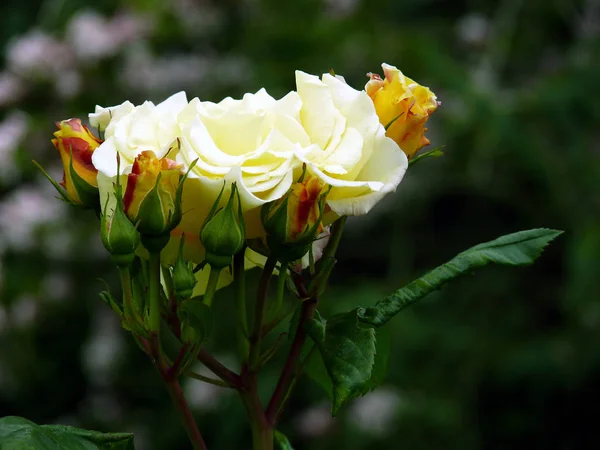 Květinová Růže Okvětní Lístky Flóra — Stock fotografie