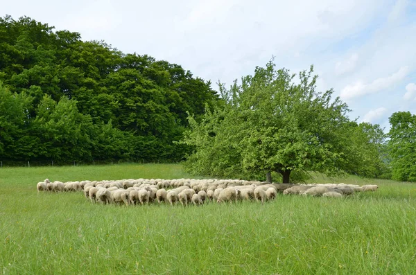 Ovelha Doméstica Pasto — Fotografia de Stock