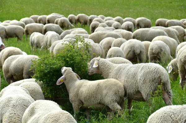 Flock Sheep Farm Animals — Stock Photo, Image