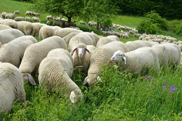 Domácí Ovce Pastvině — Stock fotografie