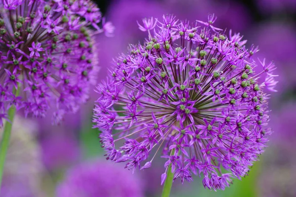 美しい花 花のコンセプトの背景 — ストック写真