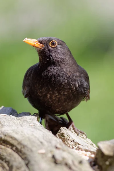 Blackbird Busca Forragem — Fotografia de Stock