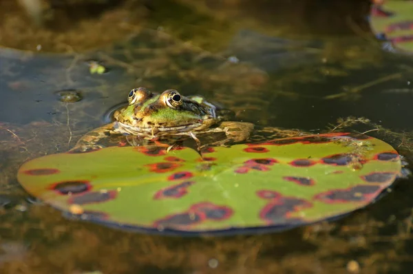 Pond Frog Pelophylax Esculentus Lily Pad — Stock Photo, Image