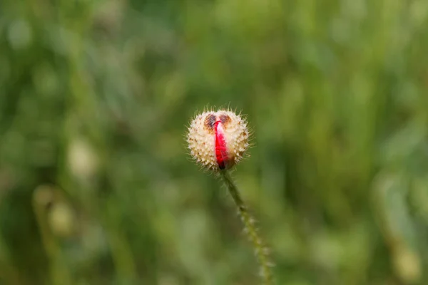 Schöner Offener Roter Mohn Auf Einem Feld — Stockfoto