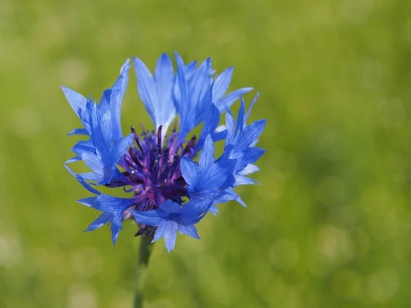 Vue Panoramique Belle Fleur Bleuet — Photo