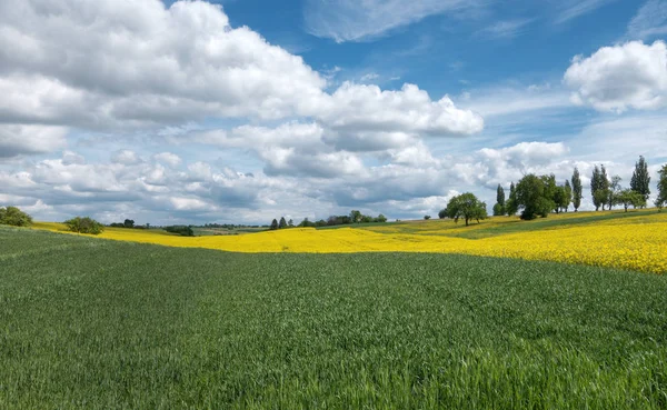 Zielone Żółte Pola Imponującym Krajobrazem Chmur — Zdjęcie stockowe