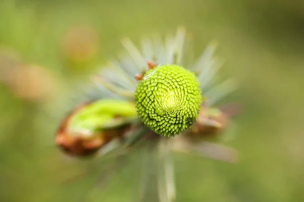 Novo Crescimento Abeto Tiro Macro Visão Frontal — Fotografia de Stock