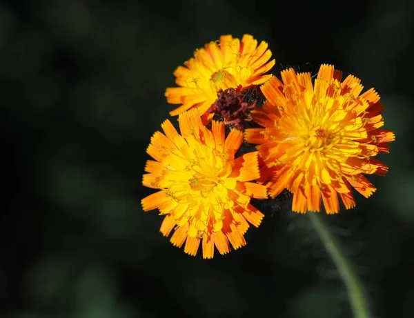 Yaz Bitkisi Çiçek Botanik Konsepti — Stok fotoğraf