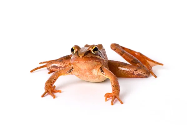 Frosch Amphibienteich — Stockfoto