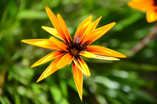 Vårblomma Spanien — Stockfoto