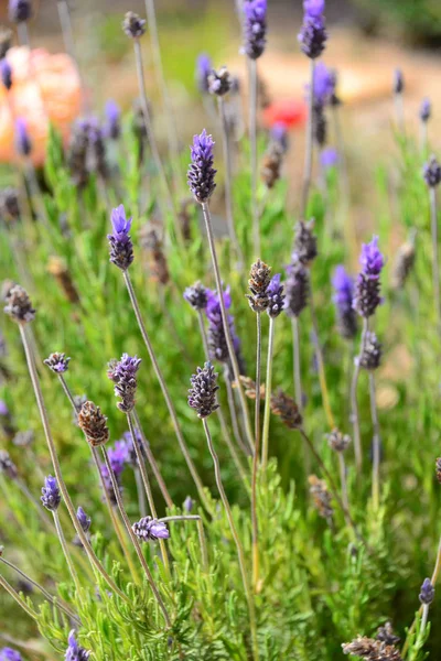 Lavendelblomma Spanien — Stockfoto