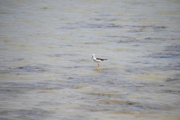 在湖面上 雪鸟正痛苦地飞来飞去 — 图库照片