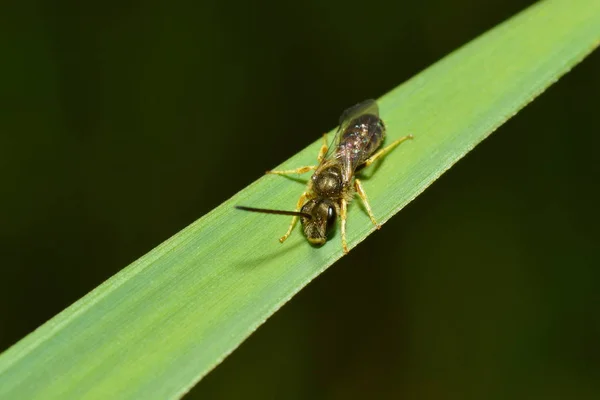 Detailní Pohled Vosí Hmyz Makro Záběru — Stock fotografie