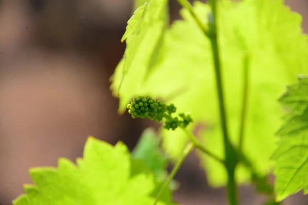 Feuilles Arbre Vigne — Photo