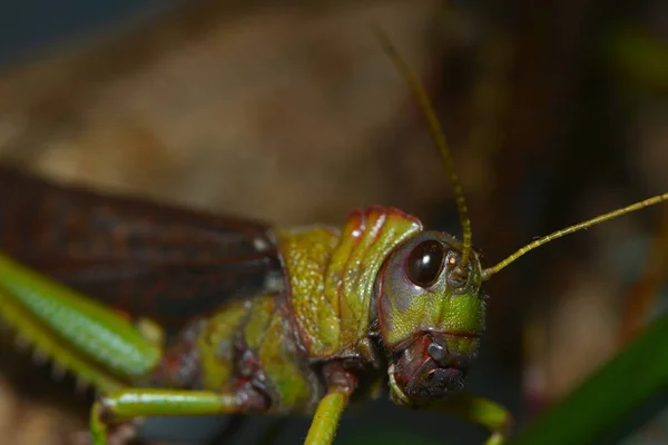 Sprinkhaneninsect Ongewervelde Bidwants — Stockfoto