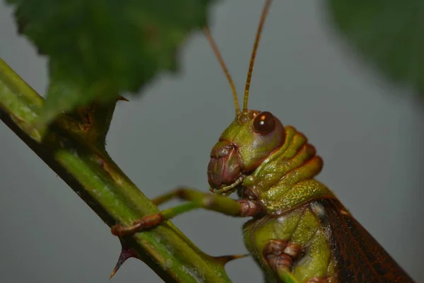 Grasshopper Insect Invertebrate Bug — Stock Photo, Image