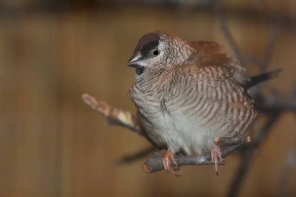 Scenic View Beautiful Cute Finch Bird — Stock Photo, Image