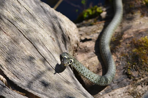 Cobra Grama Mundo Animal — Fotografia de Stock