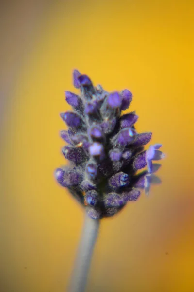 Violetta Lavendelblommor Lila Blommor — Stockfoto