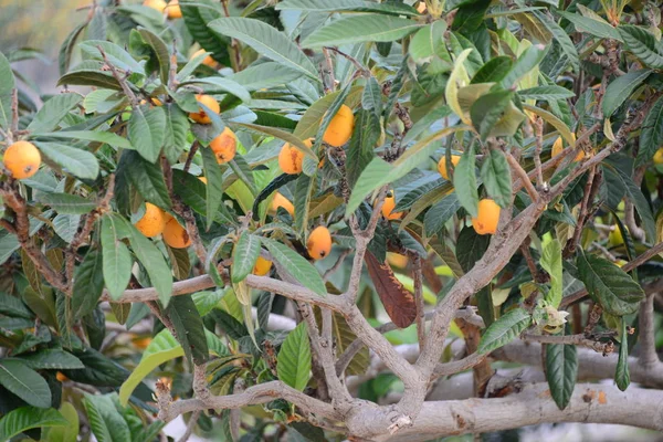 열매가 나뭇가지에 맺히는 — 스톡 사진