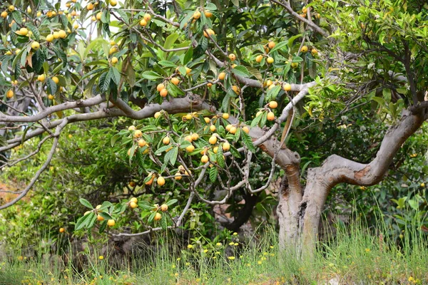 Mispelnes Frutos Las Ramas Arbóreas —  Fotos de Stock