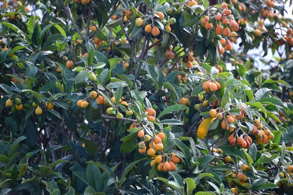 Arancio Con Frutti — Foto Stock