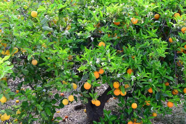 Muncul Jeruk Pohon Dalam Spain — Stok Foto