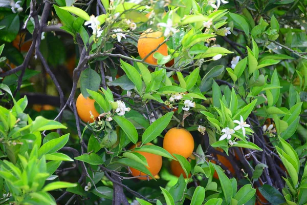 Apfelsinen Orangen Baum Spain — Stock Photo, Image
