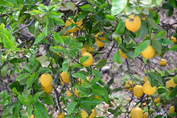 Tree Green Leaves Lemons — Stock Photo, Image