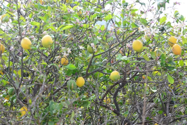 Tree Leaves Lemon Tree Flora — Stock Photo, Image