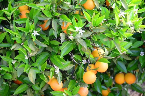 Apfelsinen Orangen Baum Spagna — Foto Stock