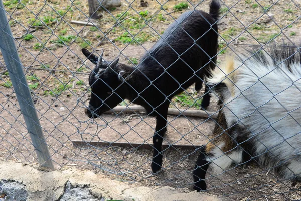 Eine Ziege Zoo — Stockfoto