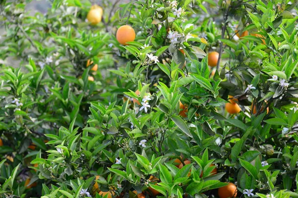 Apfelsinen Orangen Baum Spain — Stock fotografie