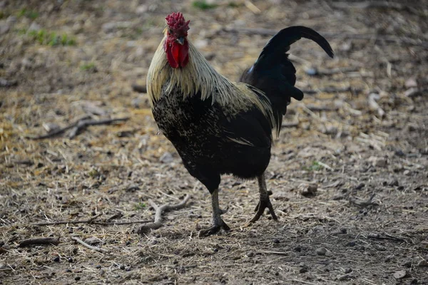 Gallinero España —  Fotos de Stock