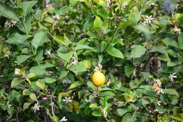 Laranjas Maduras Árvore — Fotografia de Stock