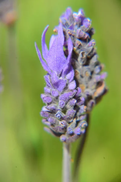 Violeta Lavanda Flores Flores Roxas — Fotografia de Stock