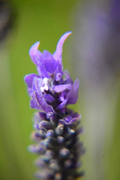 Lavender Flower Spain — Stock Photo, Image