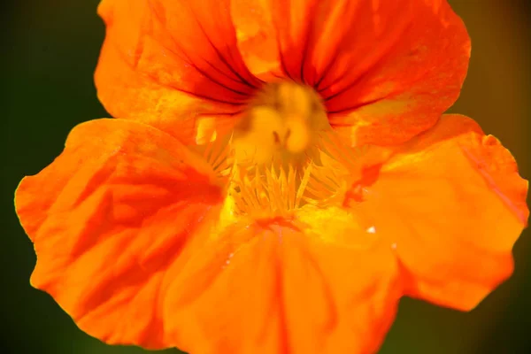 美しい野生のケシの花の近景 — ストック写真