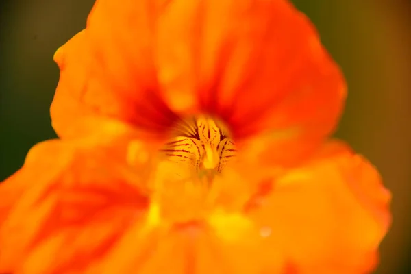 Güzel Gelincik Çiçeklerinin Yakın Plan Görüntüsü — Stok fotoğraf