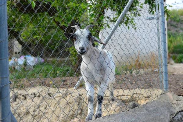 Uma Cabra Jardim Zoológico — Fotografia de Stock