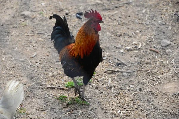 Der Herhof Spanien — Stockfoto