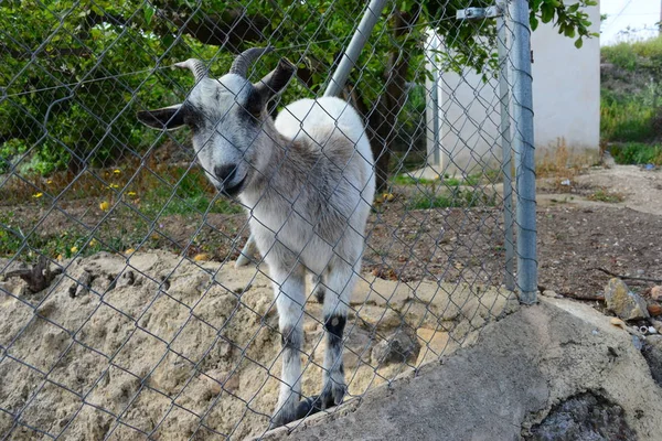 Eine Ziege Zoo — Stockfoto