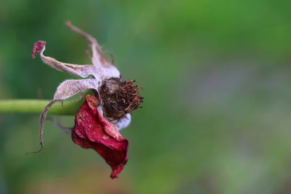 Einzeln Blühende Getrocknete Rose — Stockfoto