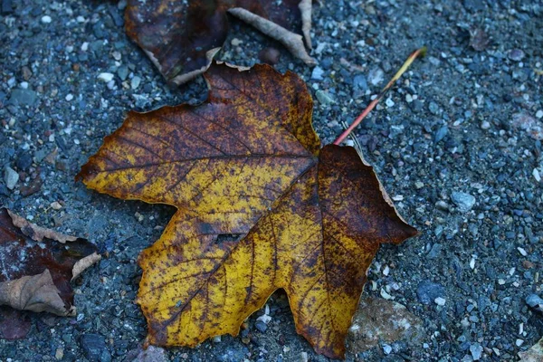 List Leží Podlaze — Stock fotografie