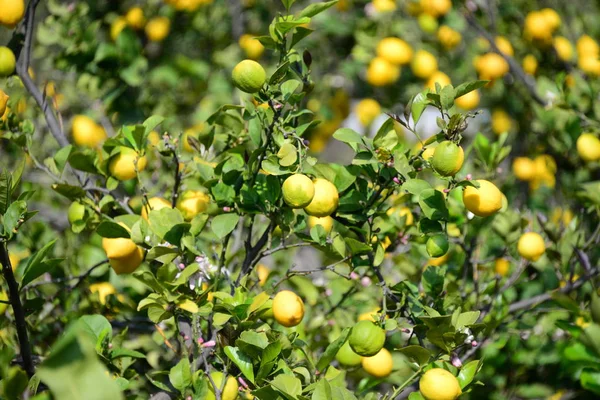 Цитроны Дереве Лимонный Цветок Испании — стоковое фото