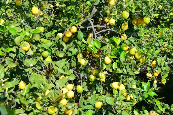 Listoví Stromu Citronová Rostlina — Stock fotografie