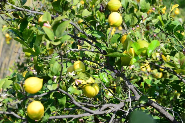Limoni Gialli Maturi Sull Albero — Foto Stock